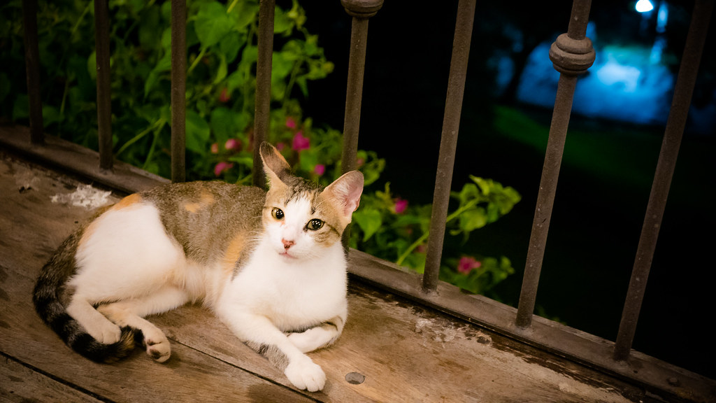 Costa Rican Kitty A large family lives underneath the rest… Flickr