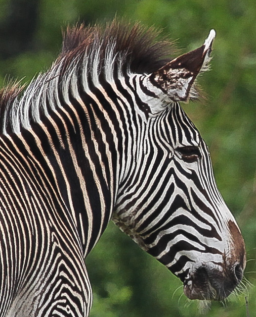 zebra in the zoo in Toronto, Canada Rick Ligthelm Flickr