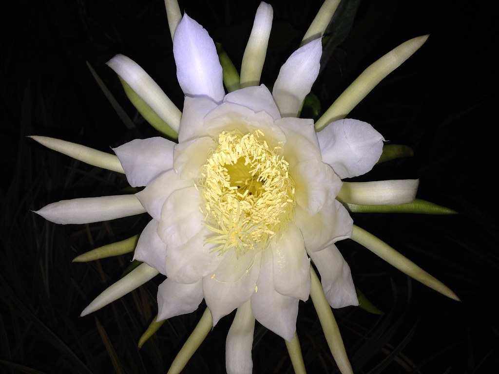 Dragon fruit flower in full bloom at night. Flspoo (Angel) Flickr