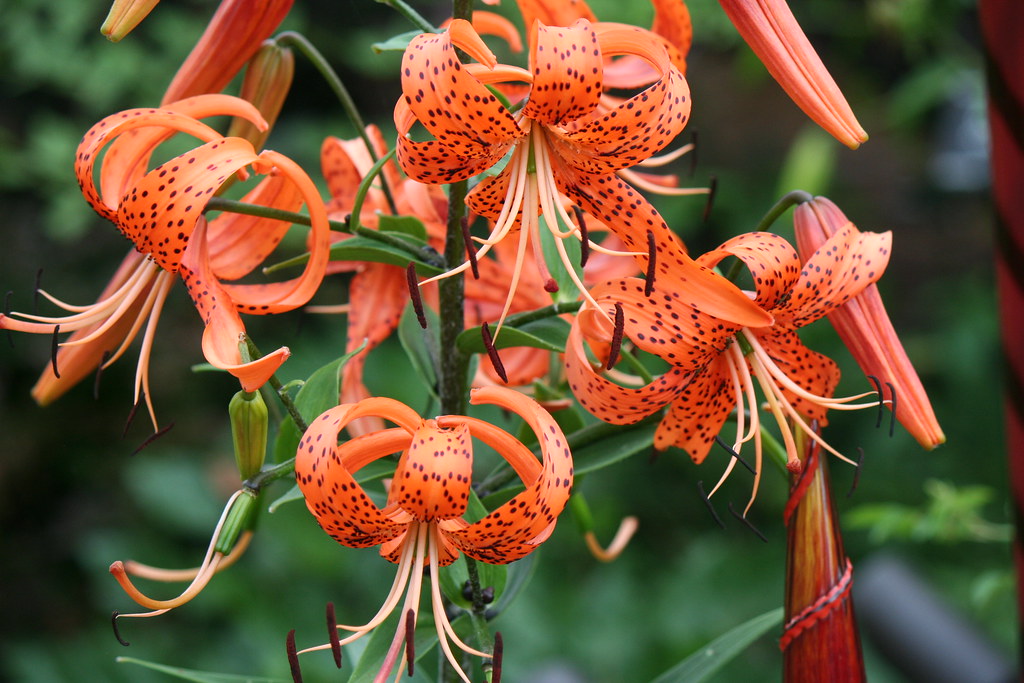 Tiger Lilies Denver Botanic Garden Lars Hammar Flickr
