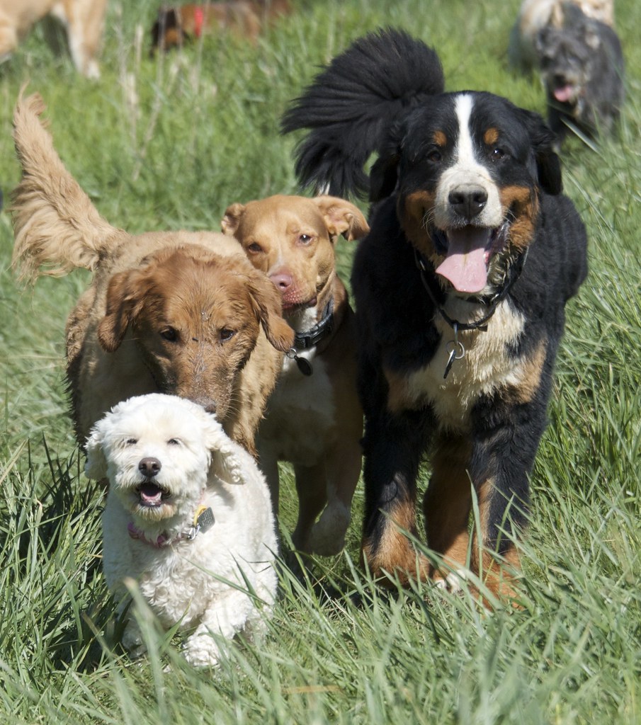 Desperate Dogs Braselton … Flickr