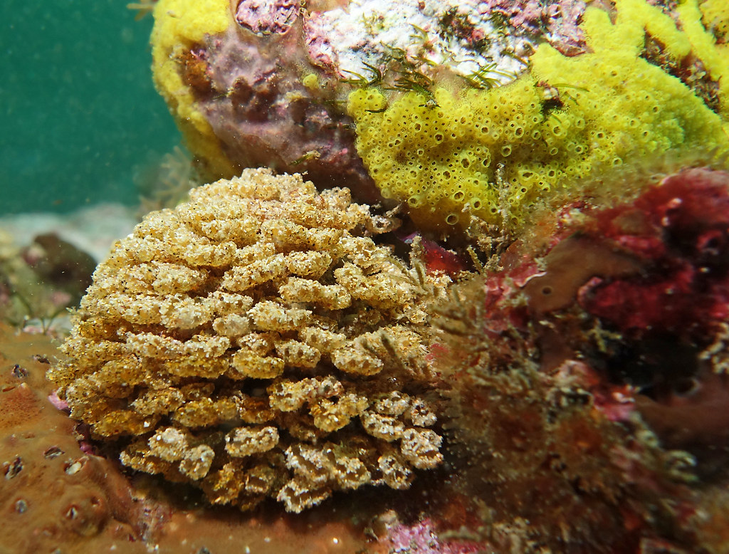 Sponge or Ascidian? marinexplorer Identifying sessile inv… Flickr