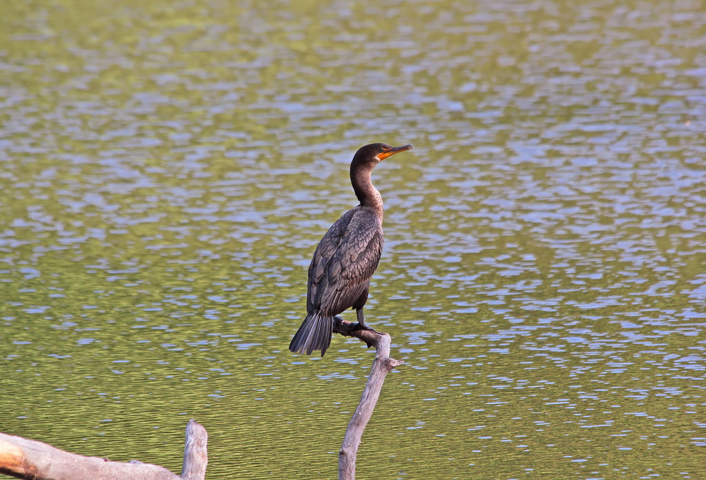 Cormorant at Mill Pond, Walpole NH Bill Amidon Flickr