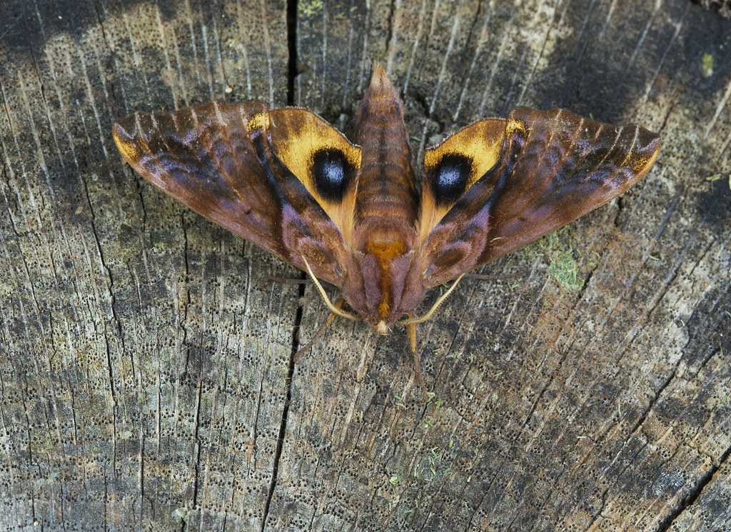 Smalleyed Sphinx This species (Paonias myops) is a regula… Flickr
