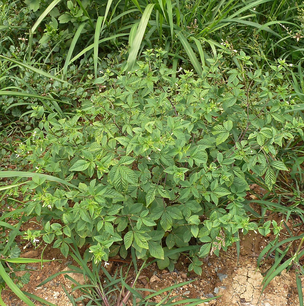 Prickly spider flower cleome aculeata Not Native Invasive … Flickr