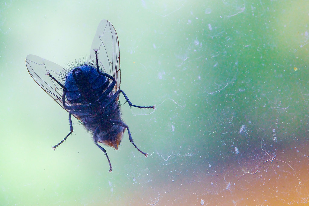 The Fly This little bugger has been buzzing round my head … Flickr