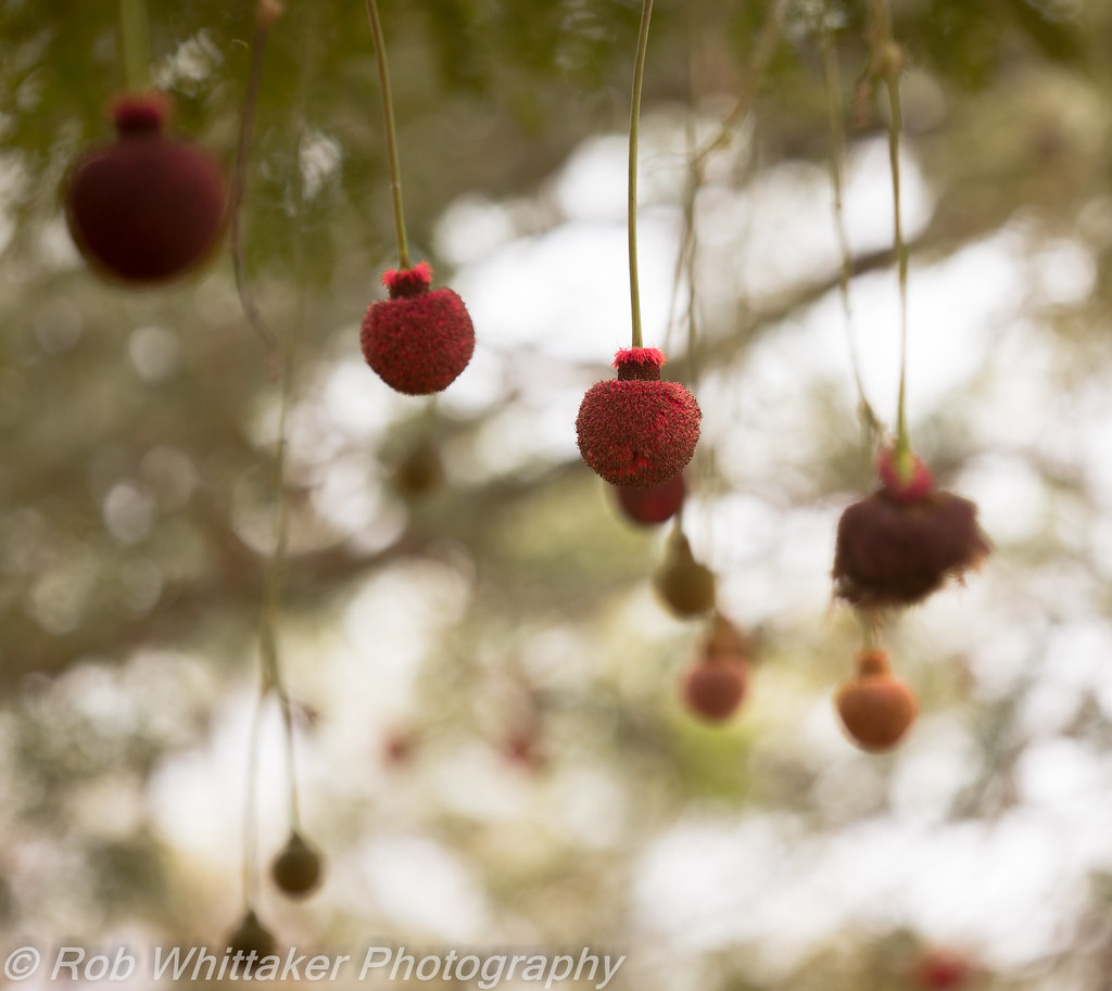 Natural Christmas Decorations Nigeria Seed Flowers on a tr… Flickr