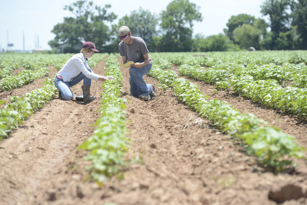 DSC_8078_1 Soil & Crop Sciences Department College of Agriculture / Texas A&M University Flickr