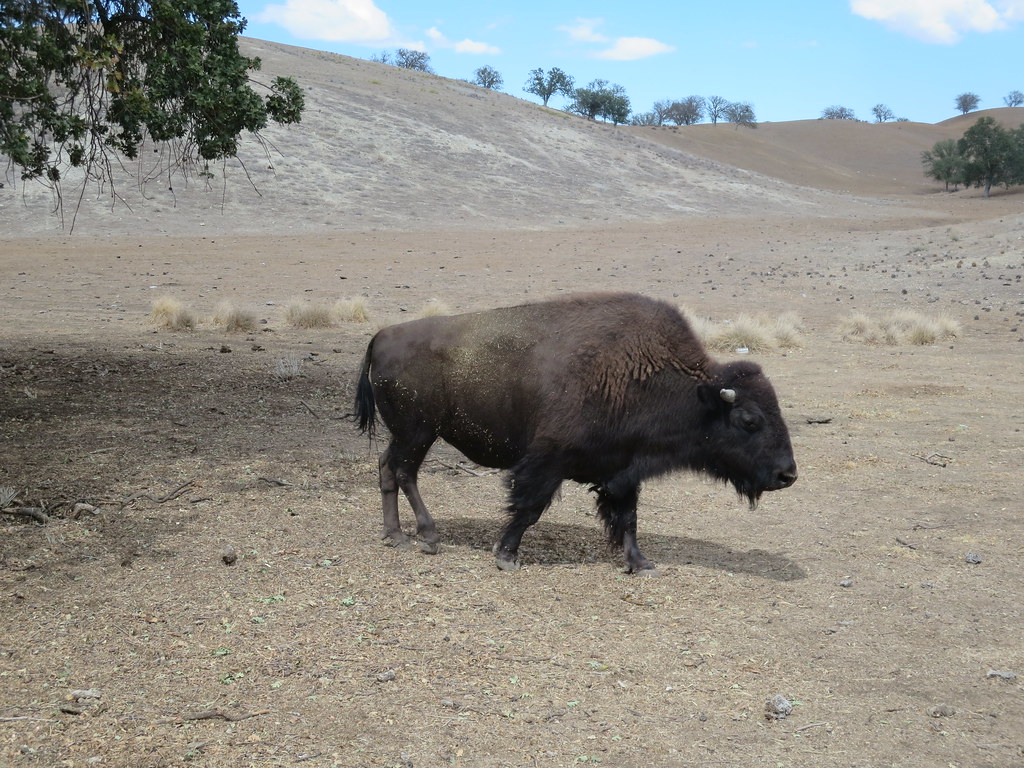 Bison Viewed from California Highway 58 between Santa Marg… Flickr