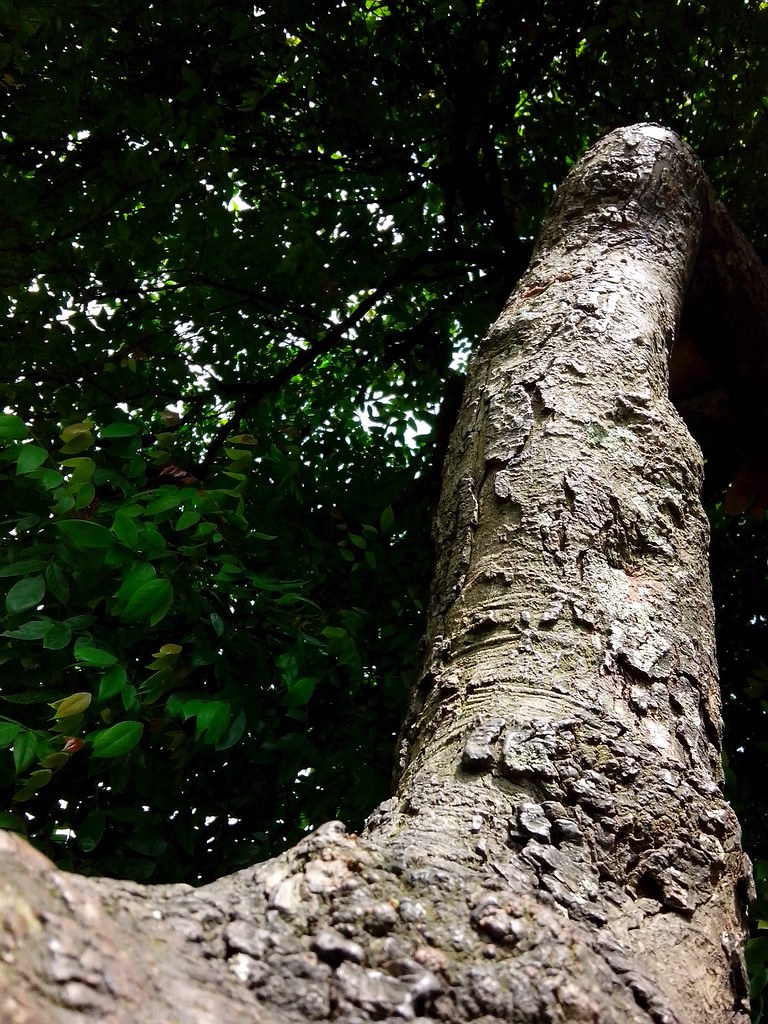 gacher kando ) Shakil Jamal Flickr