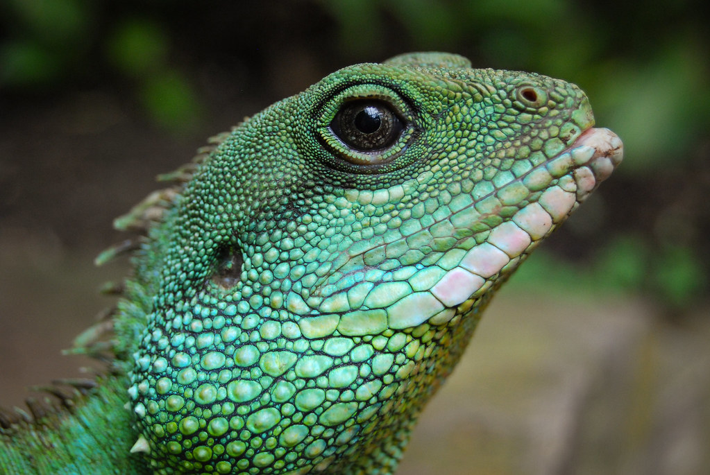 Grüne Wasseragame Male Chinese Water Dragon Physignath… Flickr