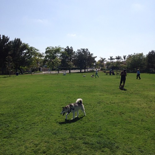 Look at all these dogs and people on a Wednesday afternoon… Flickr