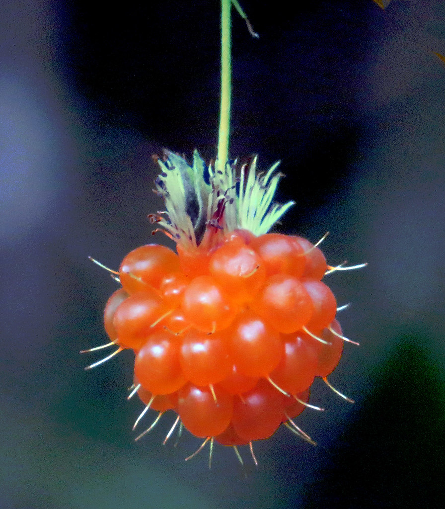Ripe Salmon Berry Seen and tasted on the North Oregon Coas… Richard