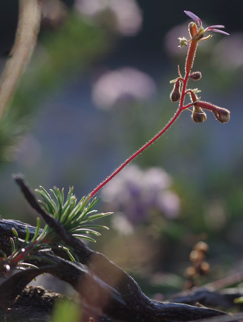 Stylidium repens, Blue Rock, near Jarrahdale, near Perth, … Flickr