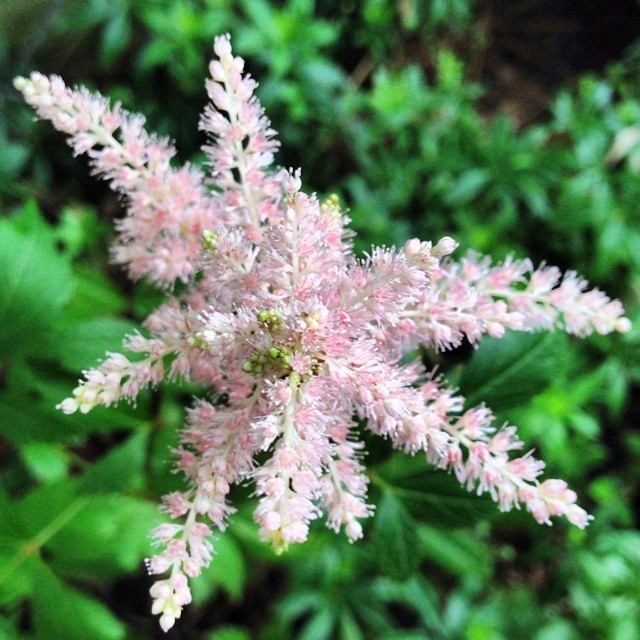 My mother's Astilbe, blooming after 3 years of being plant… Flickr