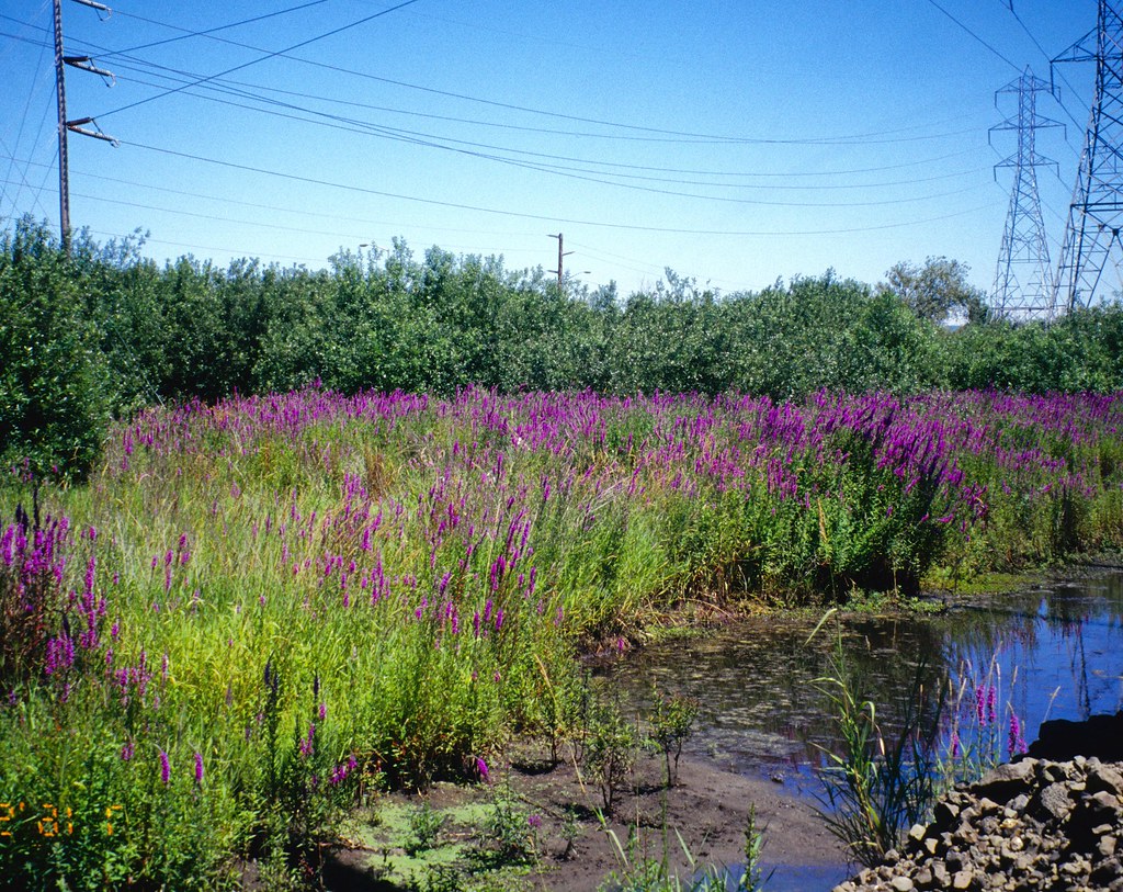 Purple loosestrife infestation Purple loosestrife infestat… Flickr