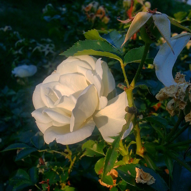 South Jamesport flower 2 Jahn Bonfiglio Flickr