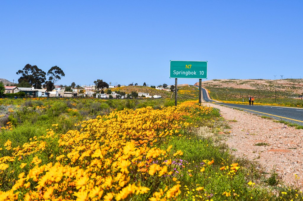 Flower season on the roads of Northern Cape, South Africa Flickr