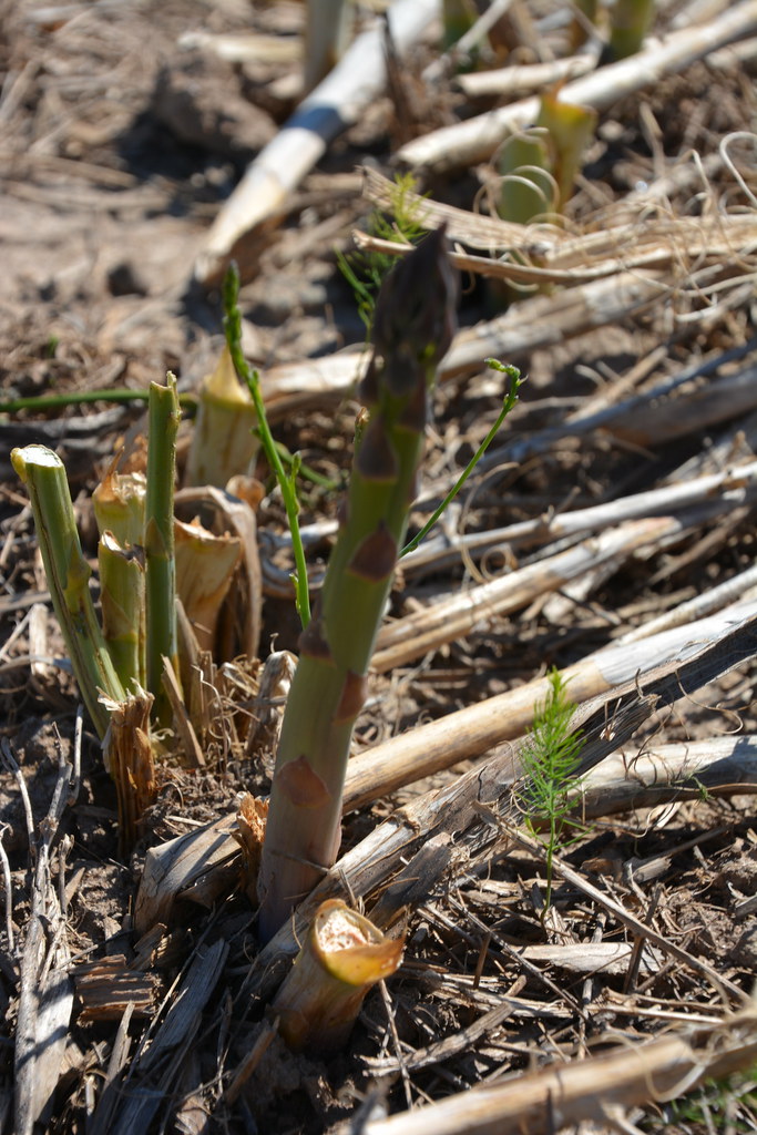 Asparagus farm tour (10) Asparagus Farm Tour Michigan State
