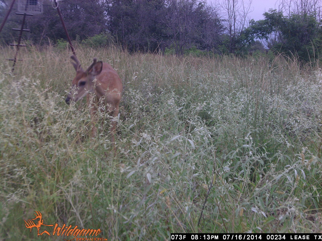 Texas Deer Lease aug 114 234 Four WillisBros Flickr