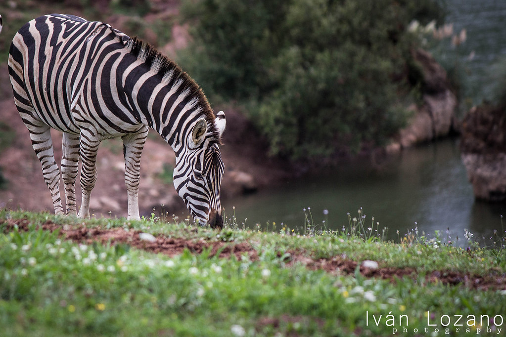 Zebra Place Parque Natural de Cabárceno Iván Lozano Flickr