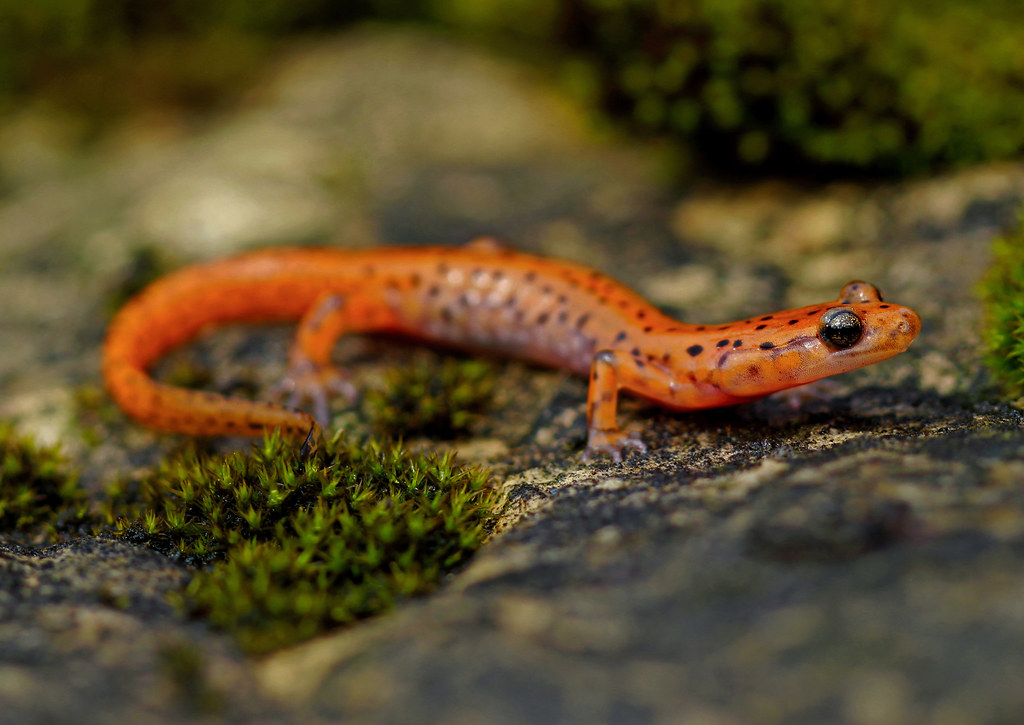 Cave Salamander (Eurycea lucifuga) April 4th, 2017 High of… Flickr