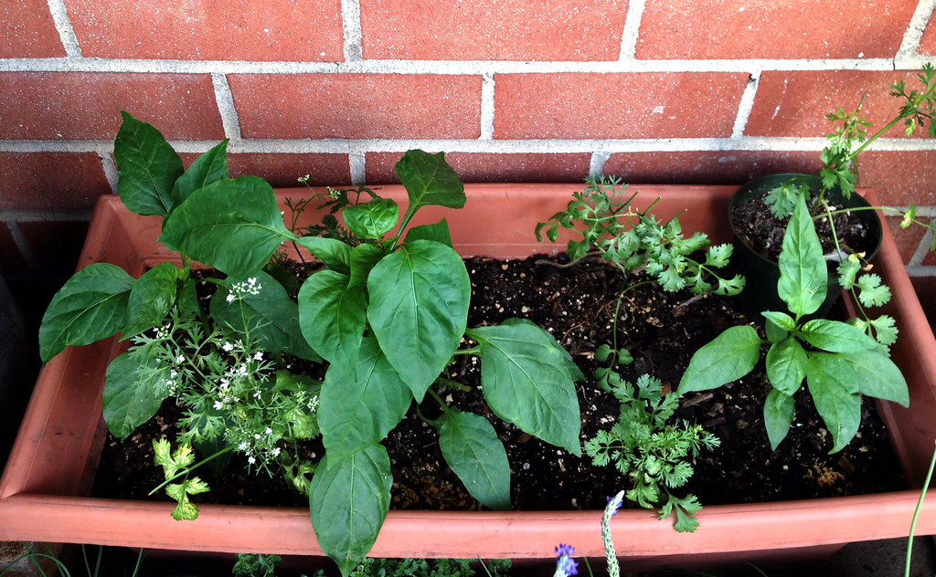 Hungarian pepper plants This trough planter contains the P… Flickr