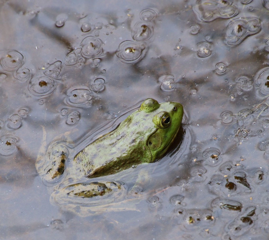 IMG_0031e frog in Acadia National Park, Maine. Mary Record Flickr