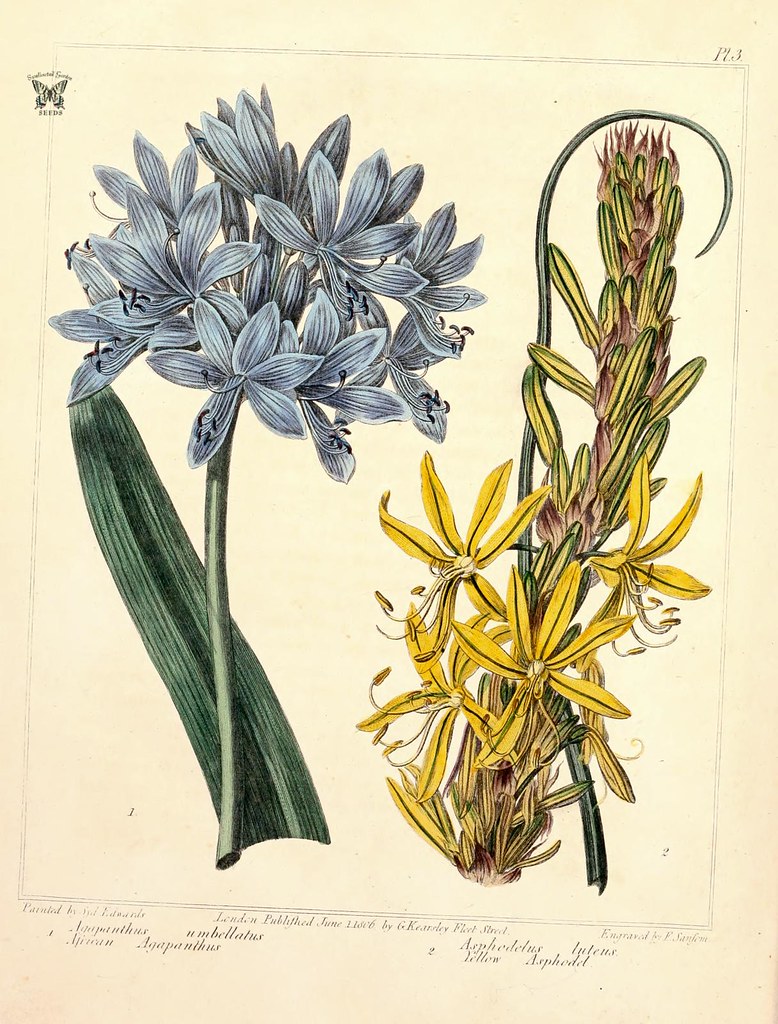 African Agapanthus (Agapanthus africanus, as A. umbellatus… Flickr