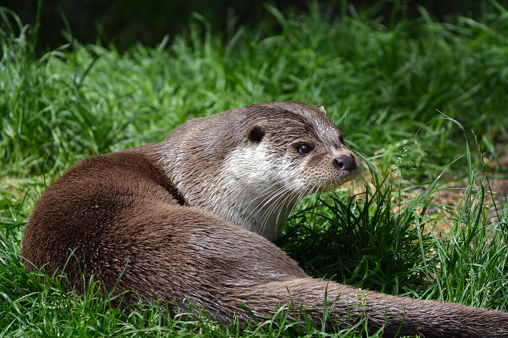 European Otter Europese otter (Lutra lutra) GaiaZOO, Kerkr… Flickr