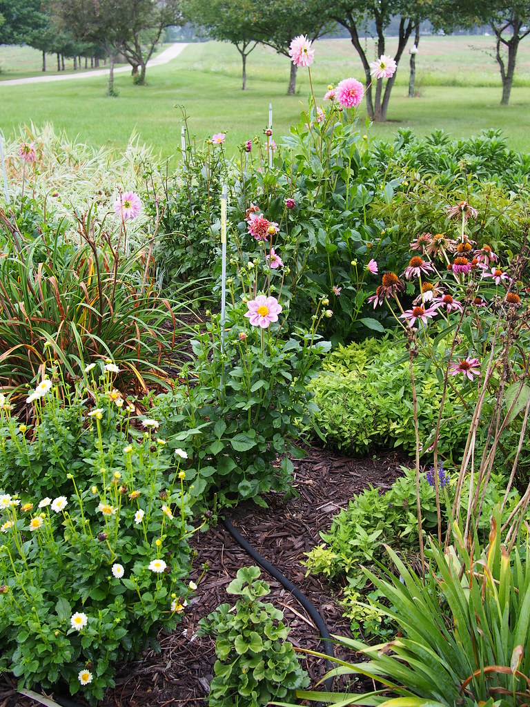 Dahlia 'Rosy Wings' 2014 "Dahlia 'Rosy Wings' 2014, WINGS,… Flickr