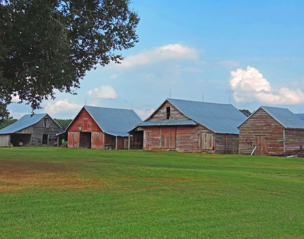 A Bevy of Fine Old Barns (Color) Wiggins Crossroads Vicinity, Gates