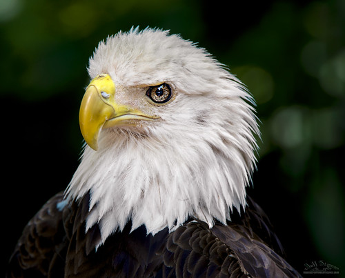 Eagle Eye I am lucky to live 20 minutes from the Audubon C… Flickr