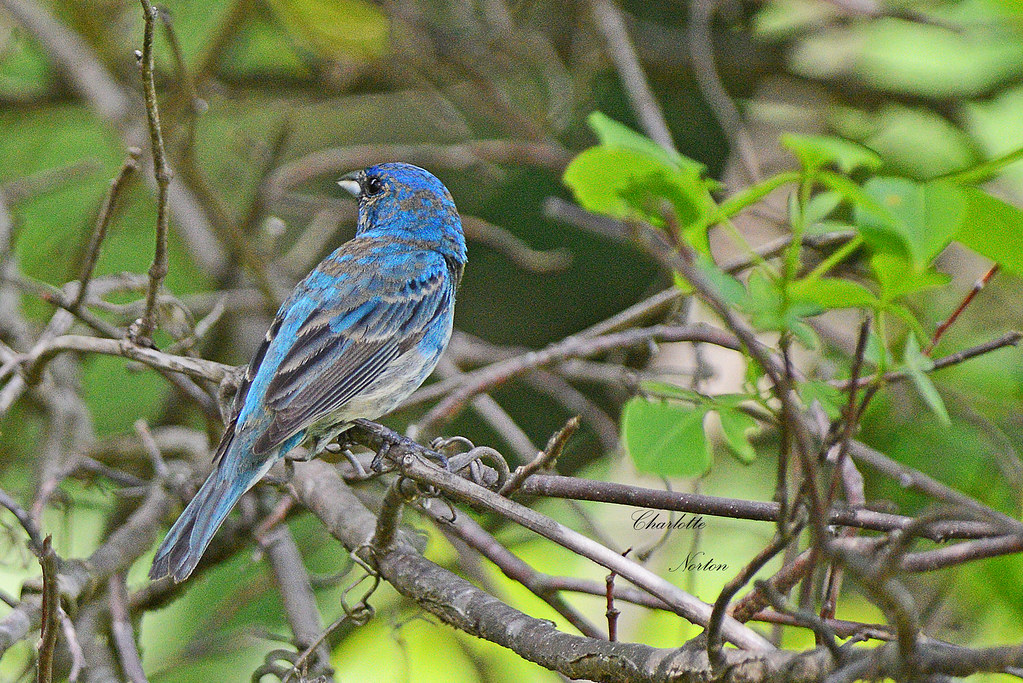 Young Indigo Bunting Charlotte Norton Flickr