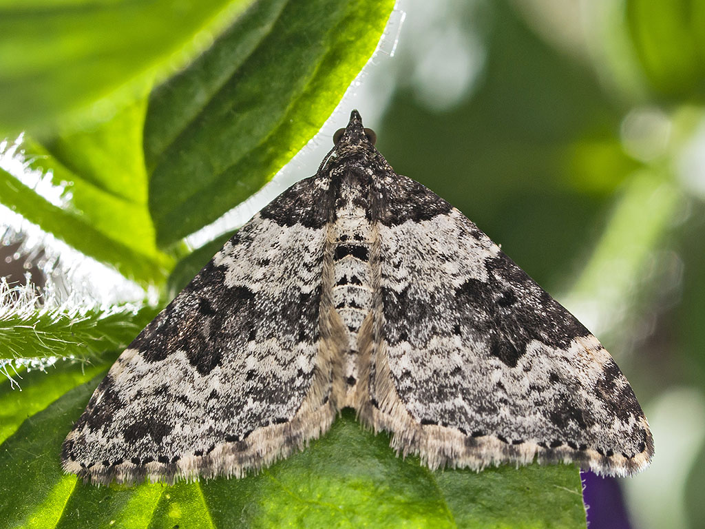 Garden Carpet Moth John Davis Flickr