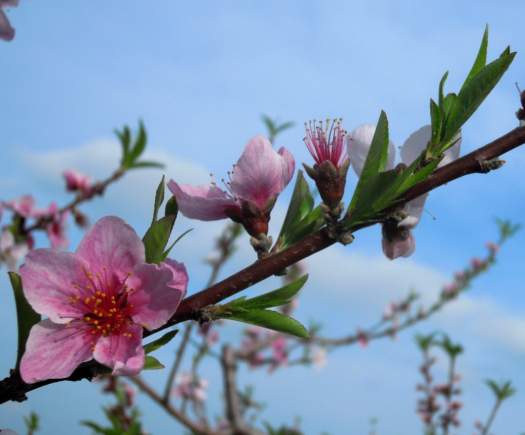 2014 Peach bloom Peach bloom near Coloma, Michigan, showin… Flickr