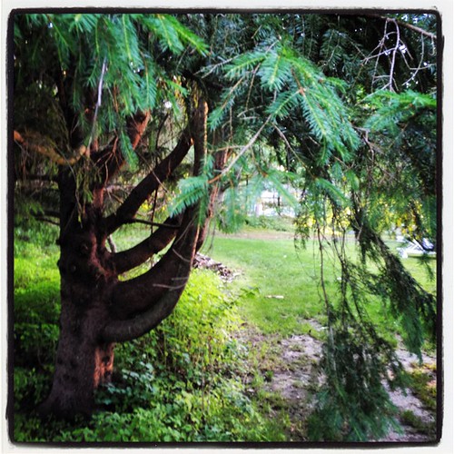 I love pine trees the smell, their shade, their branches… Flickr