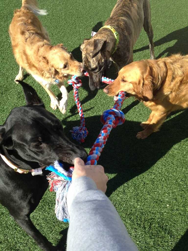 The Paw Spa Pet Resort Flickr