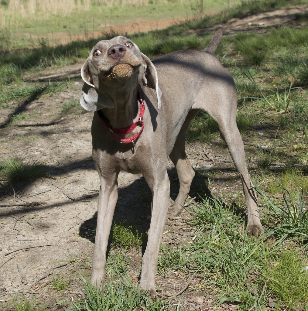 Desperate Dogs Braselton … Flickr