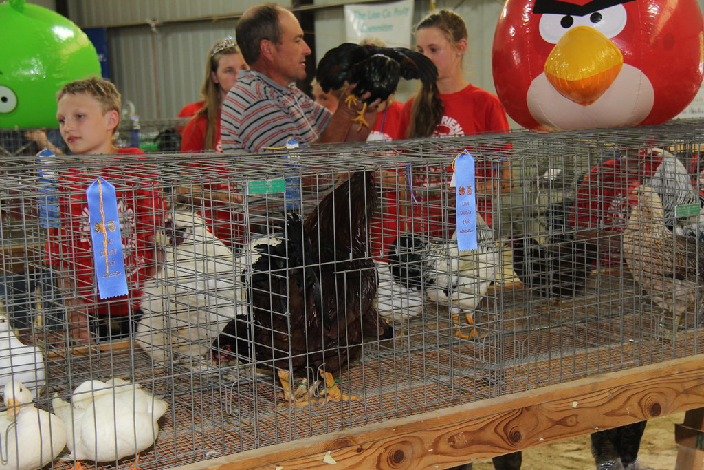IMG_8379 2014 4H Poultry Show Photos courtesy of Todd H… Flickr