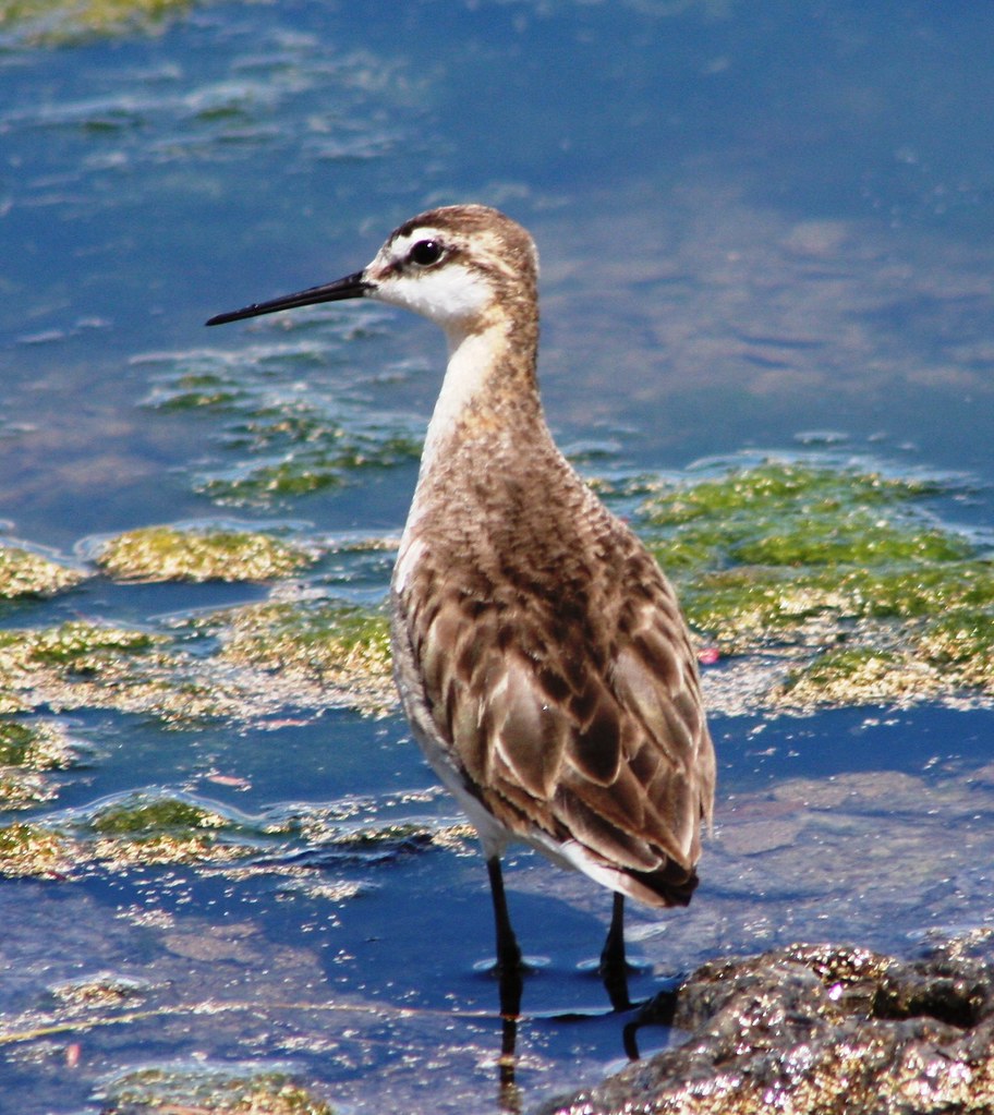 Wilson's Phalarope Redmond Sewage Pond 62014 Nels Nelson Flickr