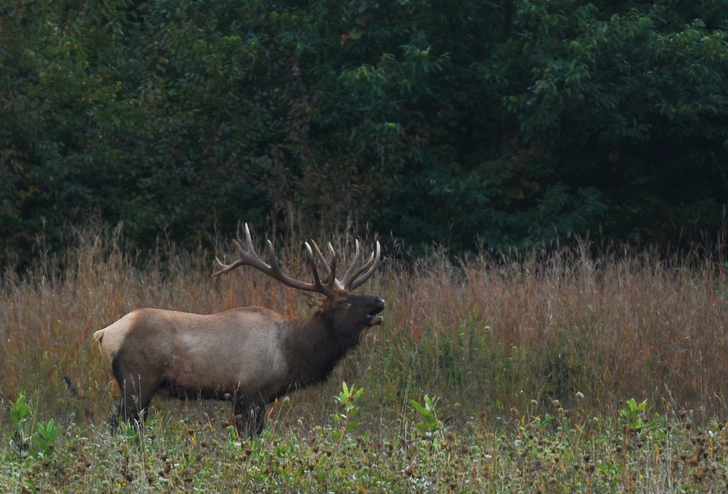 Bugling Bull in Elk County PA Michael Comalli Flickr