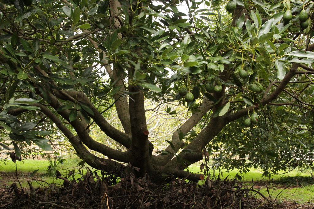 Katikati Avocado tree Cestpartimonkiwi NZ Flickr