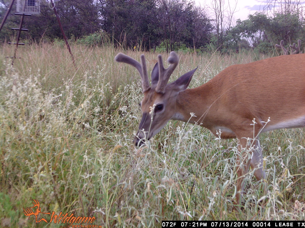 Texas Deer Lease aug 114 014 Four WillisBros Flickr
