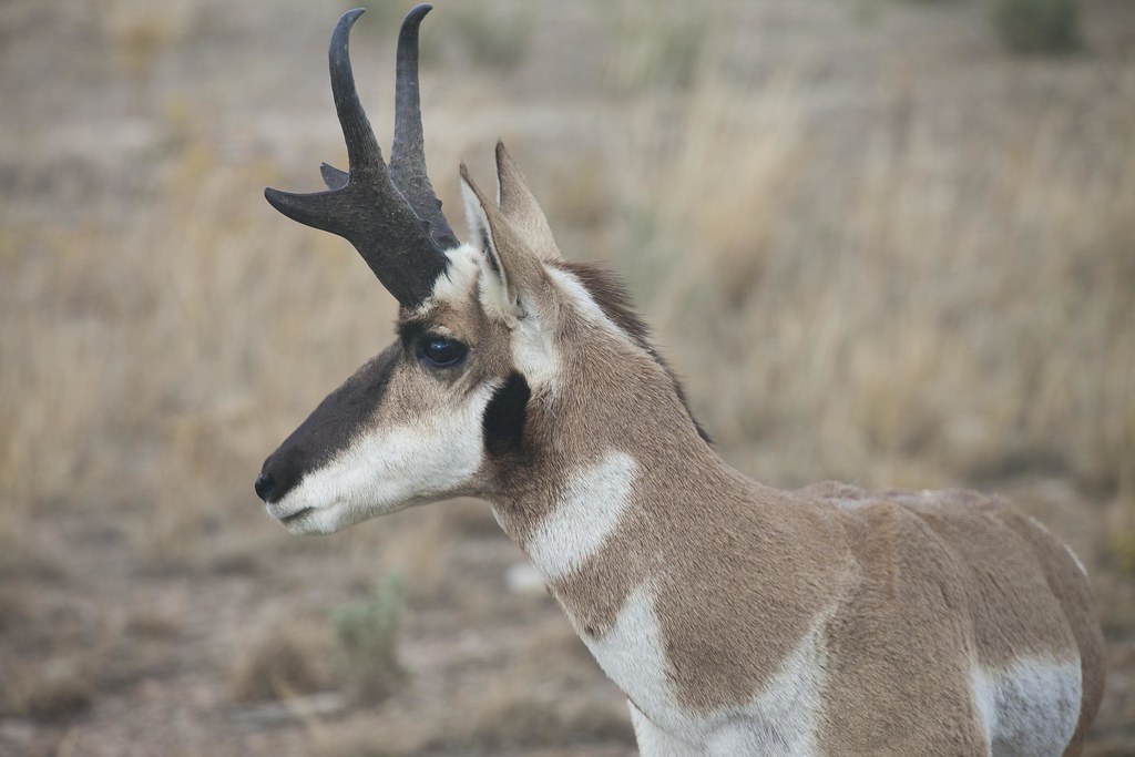 Pronghorn Antelope Endangered List 2023 Pronghorn Antelope Buck In Southwestern Wyoming | Photo Cred… | Flickr
