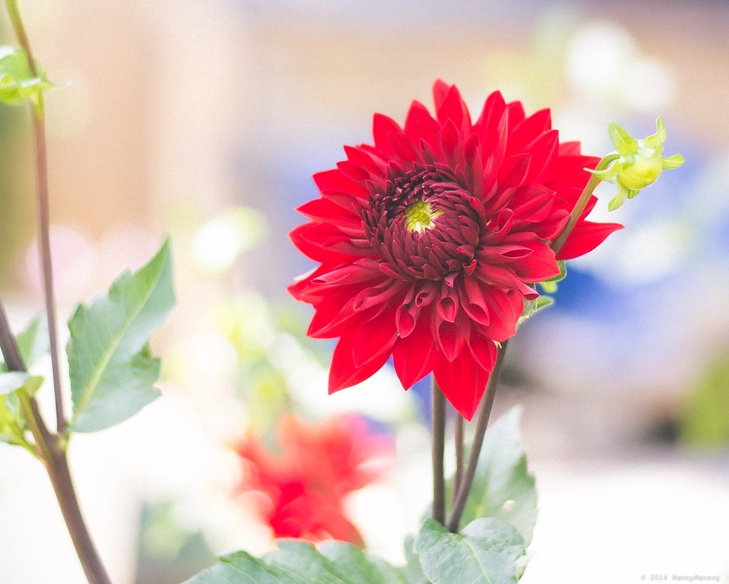 A Red Flower Alexandria, VA While I was out for a walk t… Flickr