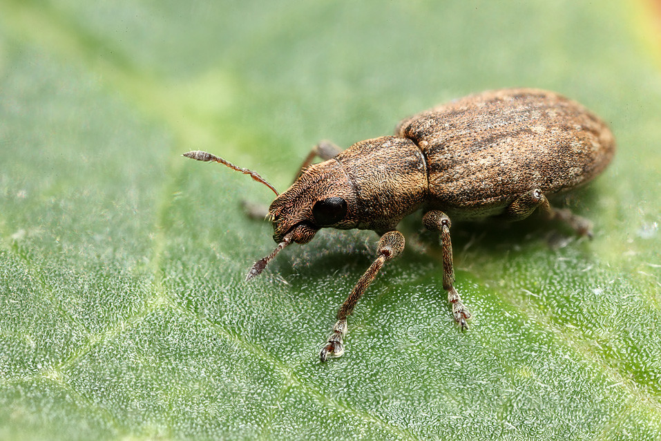 Pea/bean weevil 3 Pea/bean weevil. Sitona sp. Focus stack… Flickr