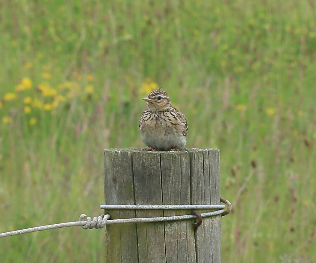 Skylark Low Valleyfield lagoons, Fife, Scotland S. Rae Flickr