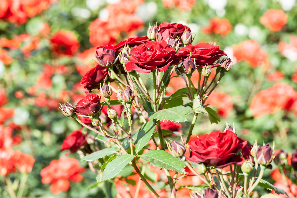 20140517_yatsurosegarden_267 Toshiaki NANBA Flickr