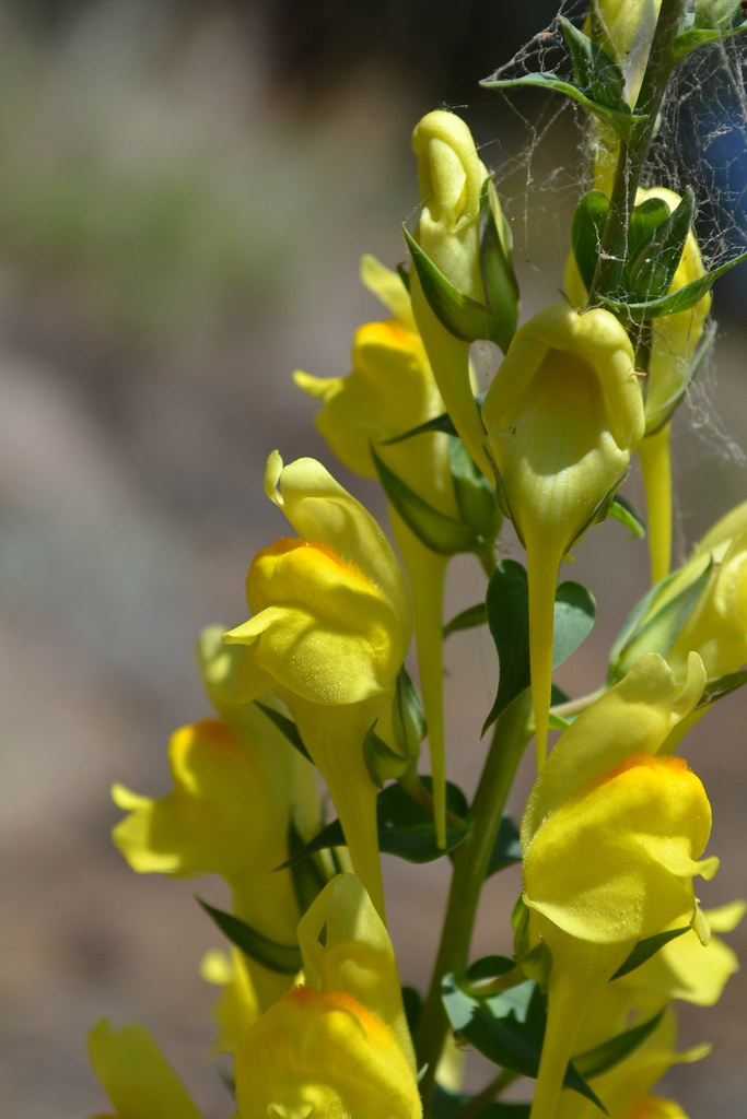 Butter and Eggs or Common Toadflax(Linaria vulgaris) Flickr